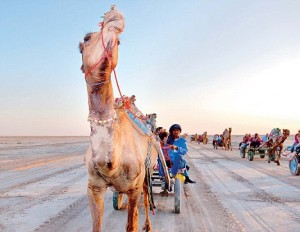 Camel safari at Rann of Kutch, Gujarat